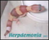 Leucistic baby fattail