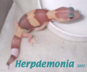 Leucistic baby fattail