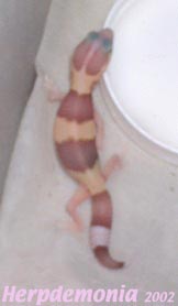 Leucistic Fattail baby