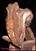 Chocolate female