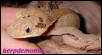Dalmation Female