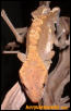 Fire male