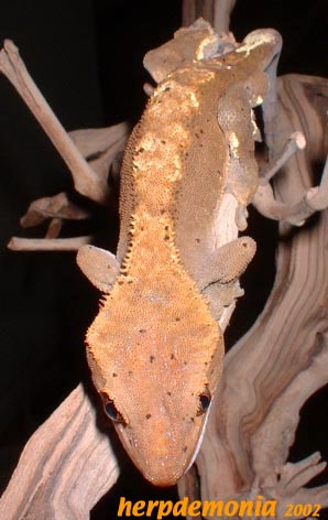 Fire male