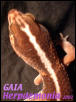 Gaia's head