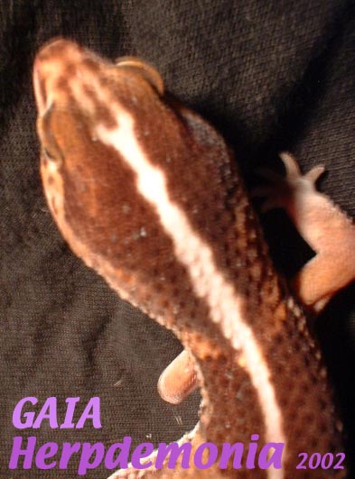 Gaia's head