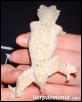 White Female