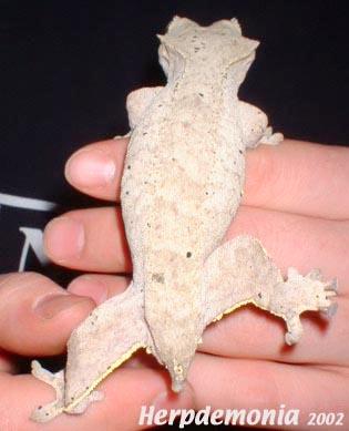 White Female