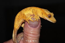Yellow crestie