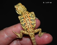 Hypo Italian Bumble Bee Silkie.