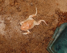 Dead Albino Woodhouse Toad