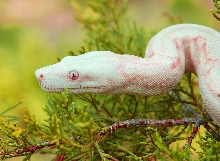 Albino Boa