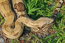 Anerythristic Boa.