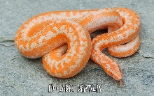 Albino Rosy Boa.