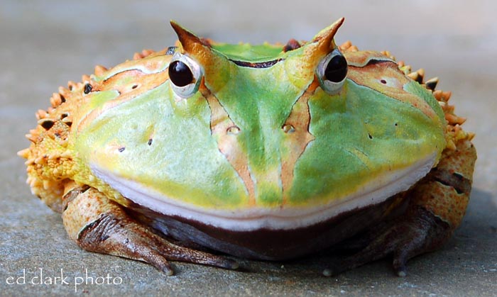 Suriname Horned Frog.
