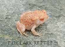 Albino Woodhousei Toad