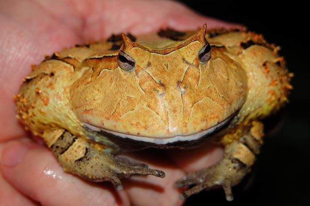 Melissas Frog.