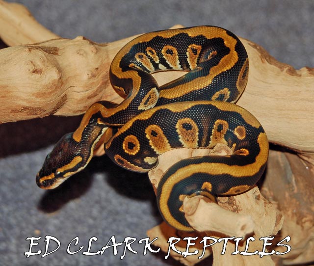 Gold Stripe Black Ball