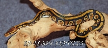 Brown Head Harlequin