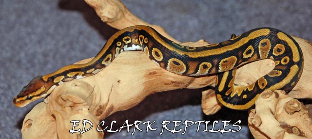 Brown Head Harlequin