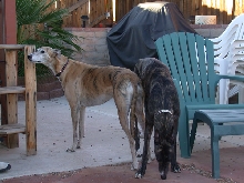 Chessie & Ferrari