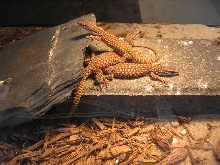3 red ackies