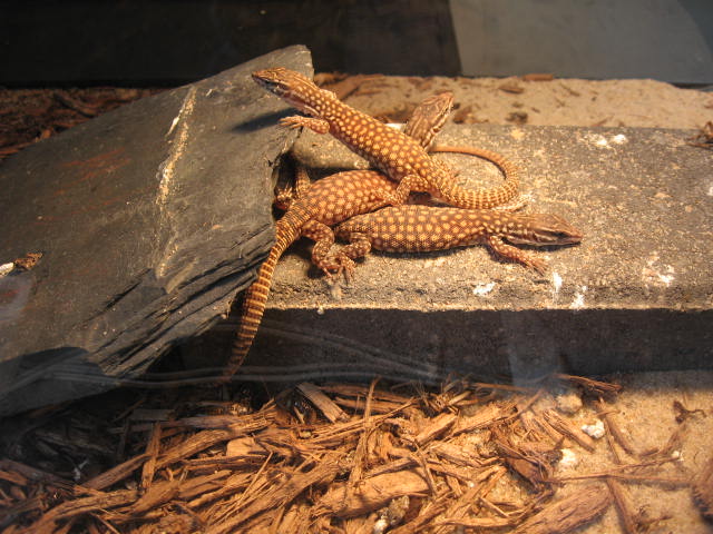 3 red ackies