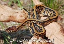 male harlequin