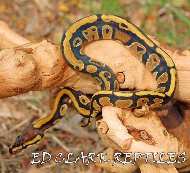 Harlequin female 2