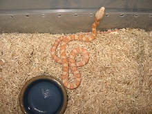 albino black rat