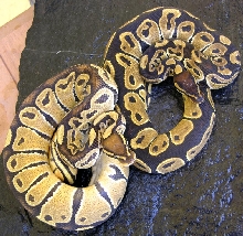 female citrus ghost het.