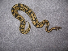 beautiful female ball python