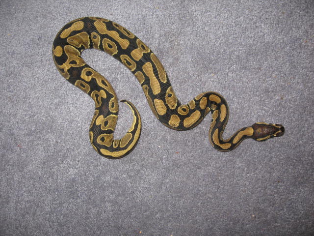 beautiful female ball python