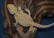 Red hypo italian leatherback.