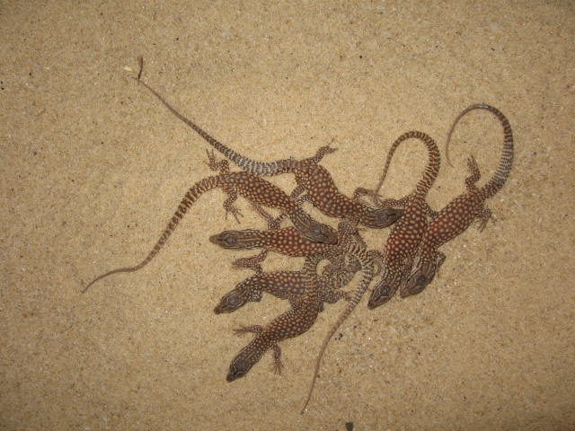 BABY ACKIES