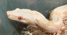 Albino Boa