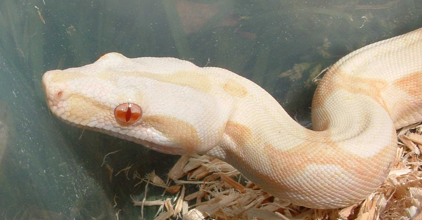 Albino Boa
