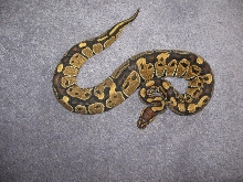 05 female