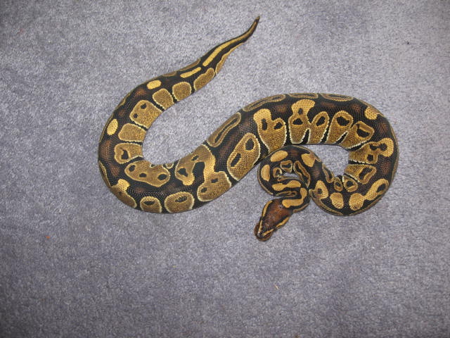 05 female