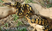 Female CH Yellow Belly