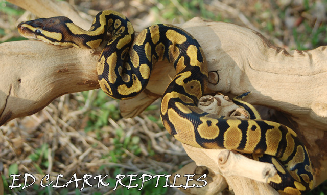 Female CH Yellow Belly