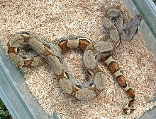 boa
