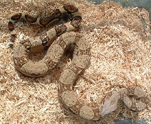 boa