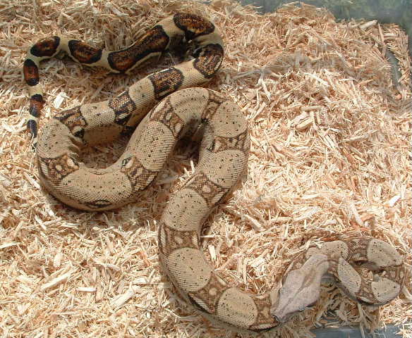 boa
