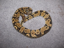 male het.albino