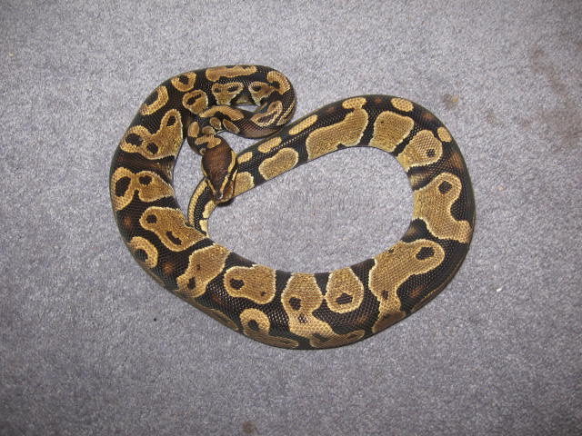 male het.albino