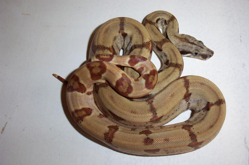 Salmon Hypo Male