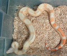 boa
