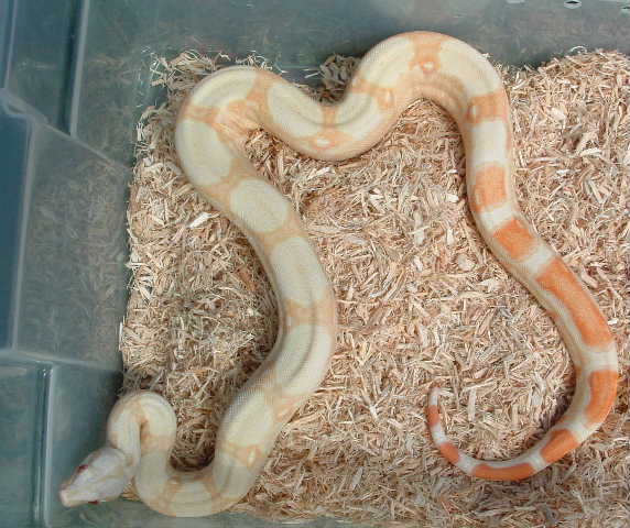 boa