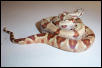 Super Hypo Salmon Boa