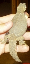 Shedding Egyptian I am selling CBB